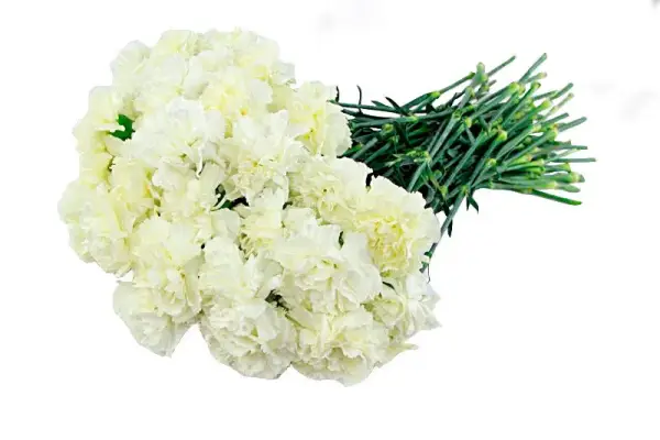 Траурный букет № 6 из белых гвоздик